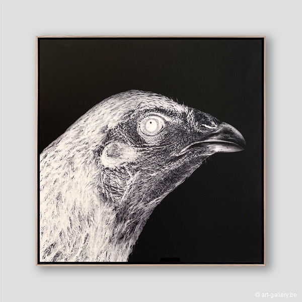 VANMECHELEN Koen - Cosmopolitan Chicken